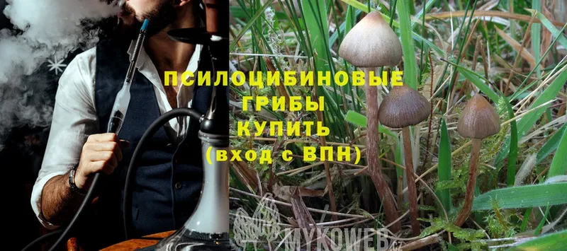 Галлюциногенные грибы Magic Shrooms Новодвинск